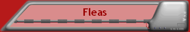 Fleas