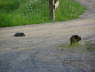 Obadiah and the turtle