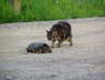 Obadiah and the turtle