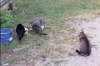 Cutie, Obadiah, Bird, and Baby Girl