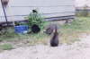 Cutie, Obadiah, Bird, and Baby Girl