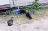 Baby Girl, Cutie, Lydia, Obadiah, and Bird