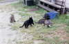 Baby Girl, Lydia, Obadiah, Cutie, and Bird