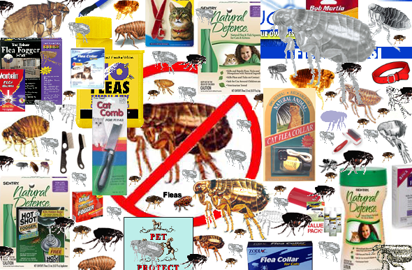 Fleas